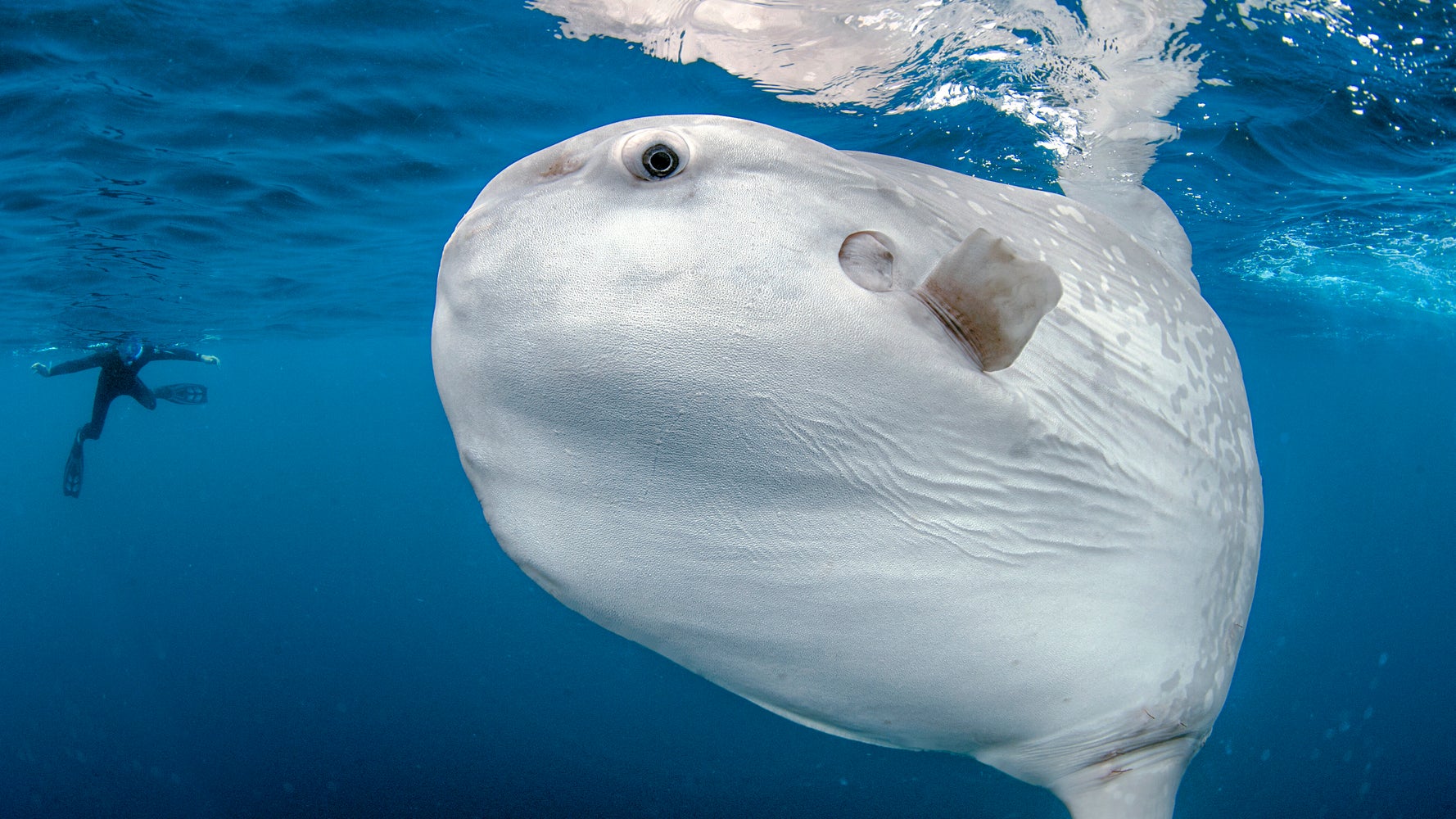 Massachusetts Coastal Town Orders Locals To Stop Calling 911 About Giant  Fish