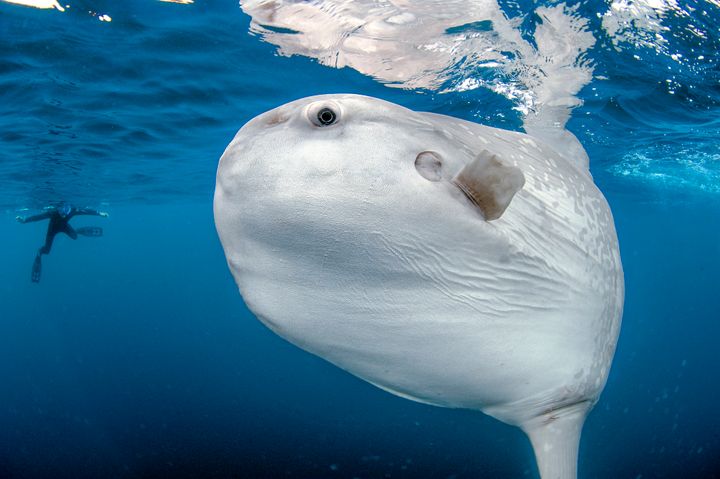 An enormous sunfish in San Diego, California, with a diver nearby for scale.&nbsp;