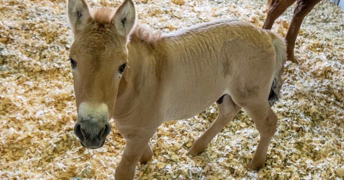 San Diego Zoo Clones Endangered Horse From 40-Year-Old Stallion Cells