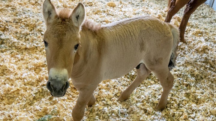 This Sept. 1, 2020 photo provided by San Diego Zoo Global shows Kurt, a tiny horse who is actually a clone. Little Kurt looks like any other baby horse as he frolics playfully in his pen. But the 2-month-old, dun-colored colt was created by fusing cells taken from an endangered Przewalski's horse at the San Diego Zoo in 1980. The cells were infused with an egg from a domestic horse that gave birth to Kurt two months ago. The baby boy was named for Kurt Benirschke, a founder of the San Diego Zoo's Frozen Zoo, where thousands of cell cultures are stored. Scientists hope he'll help restore the Przewalski's population, which numbers only about 2,000.