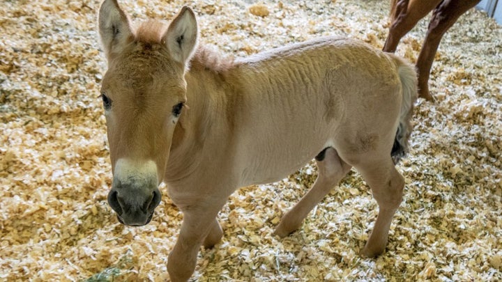 This Sept. 1, 2020 photo provided by San Diego Zoo Global shows Kurt, a tiny horse who is actually a clone. Little Kurt looks like any other baby horse as he frolics playfully in his pen. But the 2-month-old, dun-colored colt was created by fusing cells taken from an endangered Przewalski's horse at the San Diego Zoo in 1980. The cells were infused with an egg from a domestic horse that gave birth to Kurt two months ago. The baby boy was named for Kurt Benirschke, a founder of the San Diego Zoo's Frozen Zoo, where thousands of cell cultures are stored. Scientists hope he'll help restore the Przewalski's population, which numbers only about 2,000. 