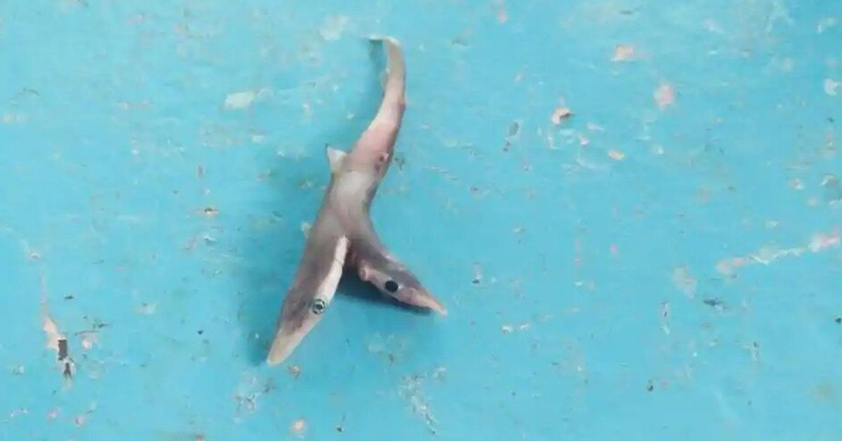 Un Bebe Requin A Deux Tetes Peche Au Large De La Cote Indienne Le Huffpost