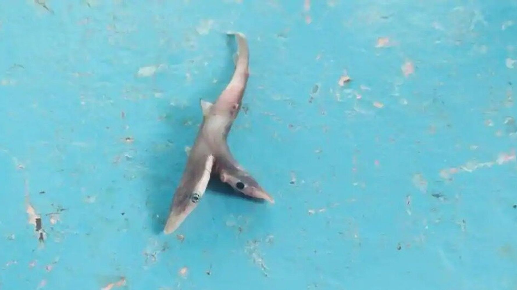 Un Bebe Requin A Deux Tetes Peche Au Large De La Cote Indienne Le Huffpost