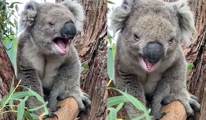 George the bellowing koala (above, in both photos) is showing people via the internet what koalas really sound like.