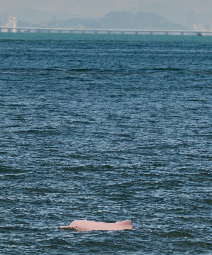 香港とマカオの間の海峡に戻ってきたピンクイルカ（2020年9月20日撮影）