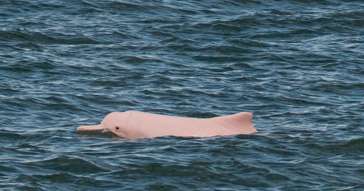 幸運のシンボル ピンクイルカが香港に帰ってきた コロナ禍のフェリー運航停止が影響か ハフポスト World