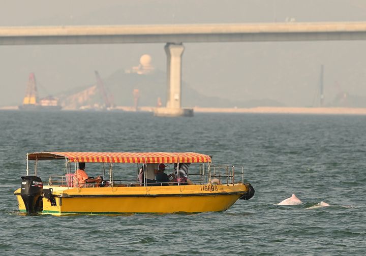 香港とマカオの間の海峡に戻ってきたピンクイルカ（2020年9月20日撮影）