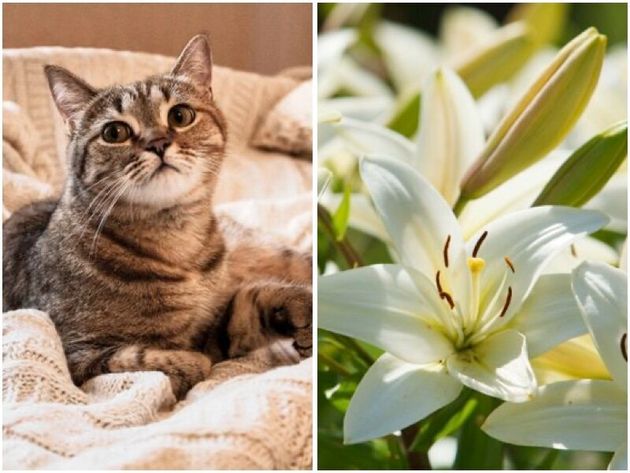 中毒死する危険も 猫の飼い主に ユリ科植物は置かないで 獣医師の警告ツイートが話題 Update ハフポスト