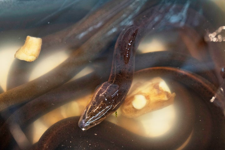 Asian swamp eels on display for sale at a market in the Chinatown neighborhood of Manhattan, Tuesday, Oct. 13, 2020.