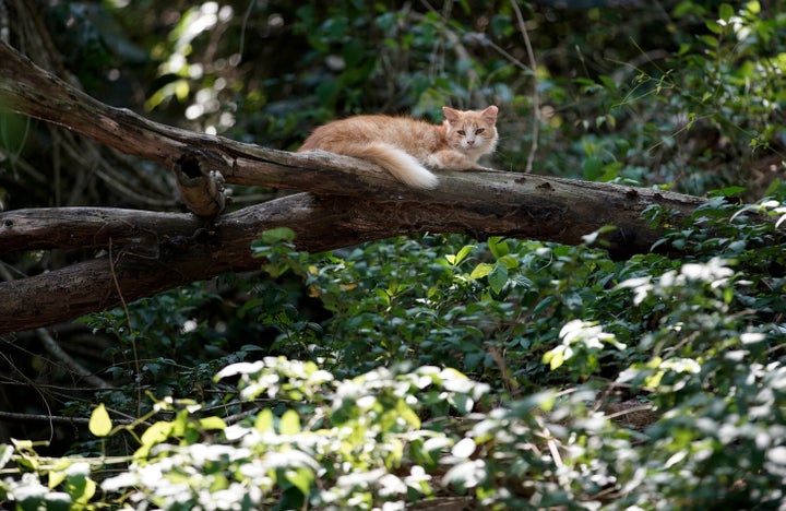 A cat seen on a tree branch at the Furtada Island in Mangaratiba, Brazil, Tuesday, Oct. 13, 2020.