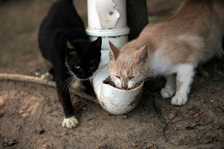 Furtada Island cats eat food taken by volunteers and dispensed from PVC pipes.