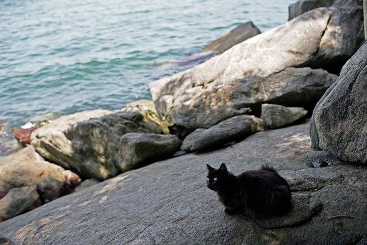 A cat sits on a rock overlooking the water on Furtada Island.