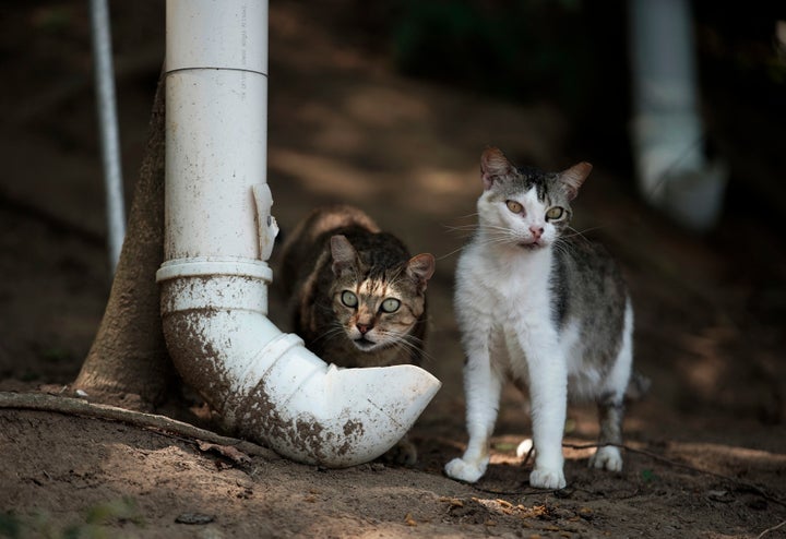 Cats eating from makeshift, PVC-pipe food dispenser filled up by volunteers from Animal Heart Protectors on Furtada Island.