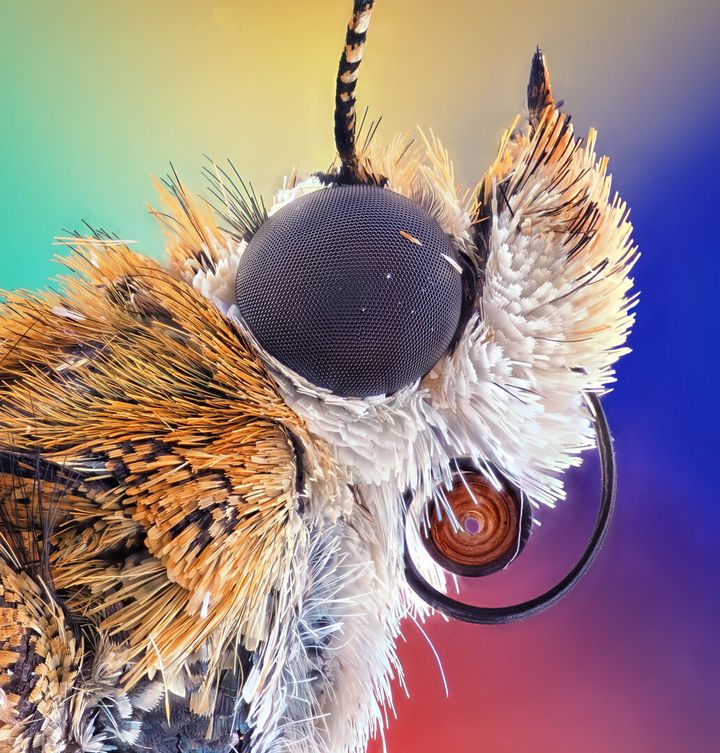 Ahmad Fauzan/Saipem/Jakarta, Indonesia/Bogong moth