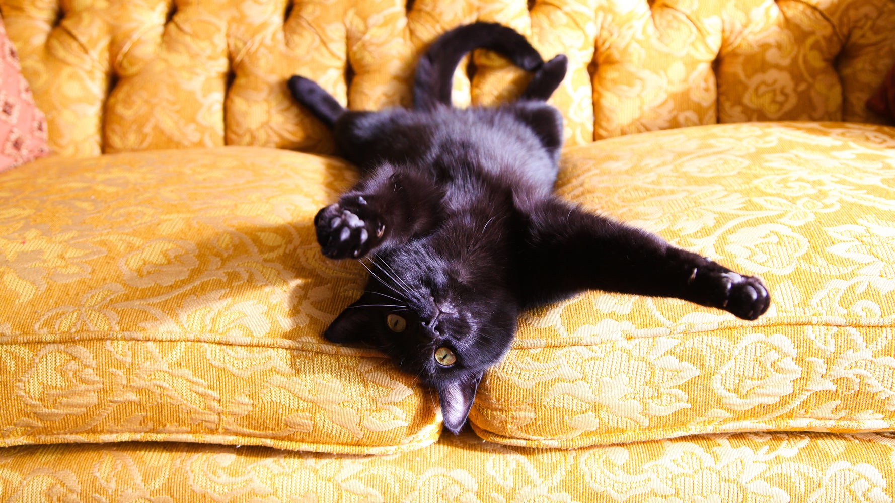 Why Black Cats Are No Longer Being Overlooked For Adoption | HuffPost