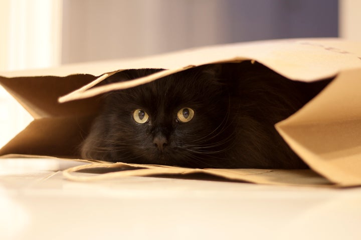 Louie 56 year old male Black Domestic ShortHaired Cat for adoption