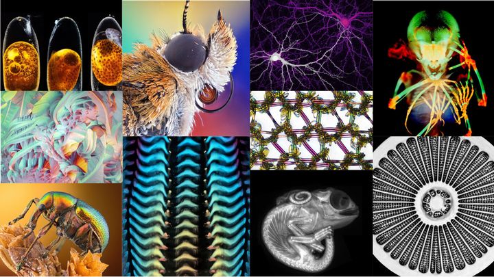 2020年の「ニコン・スモールワールド顕微鏡写真コンテスト」上位作品たち