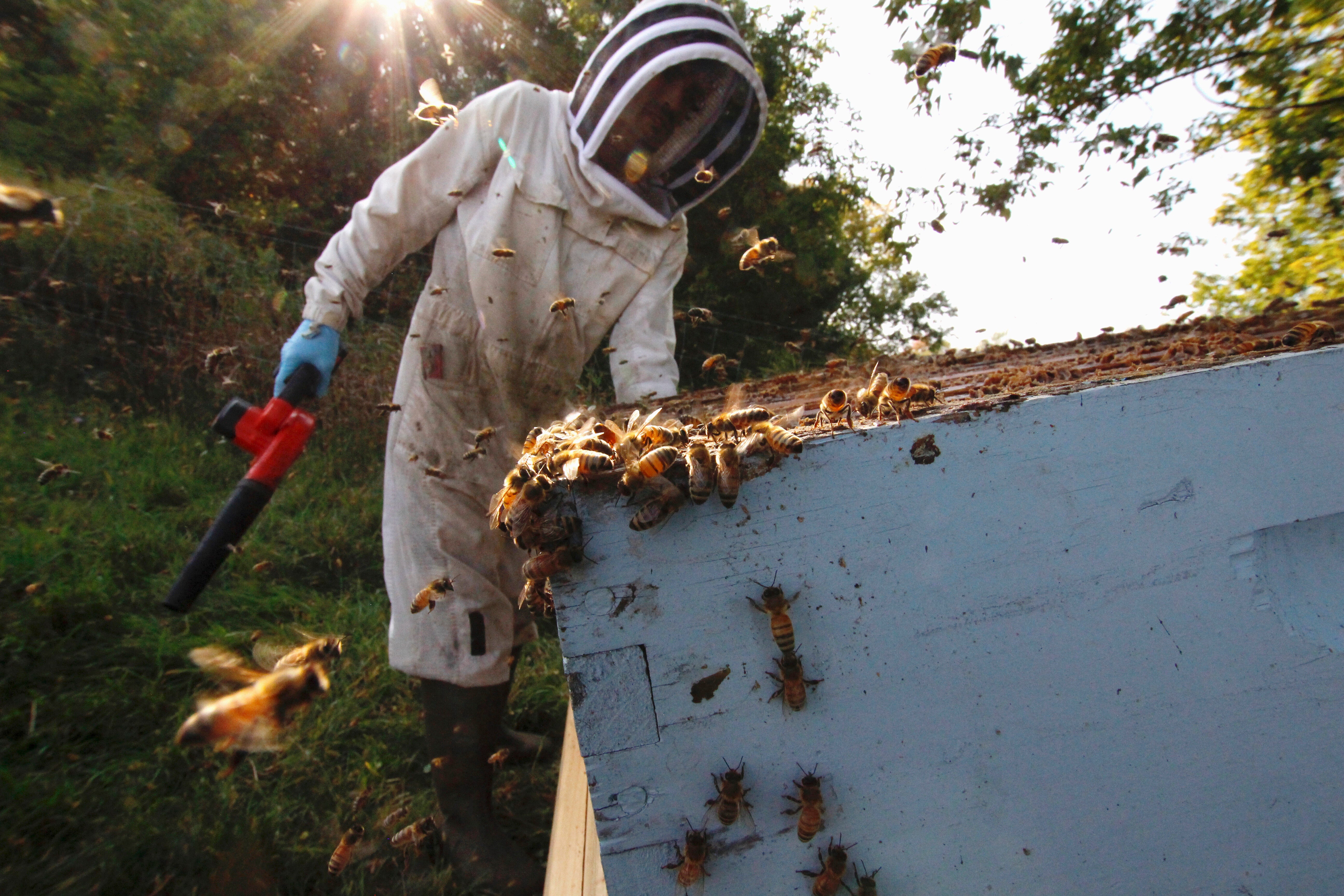 Beekeepers Determined To Avoid Getting Stung By Pandemic Shutdowns