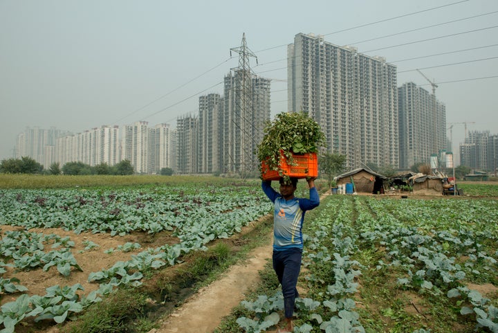 A farmer carrying a bunch of leafy radish in a basket on his head.