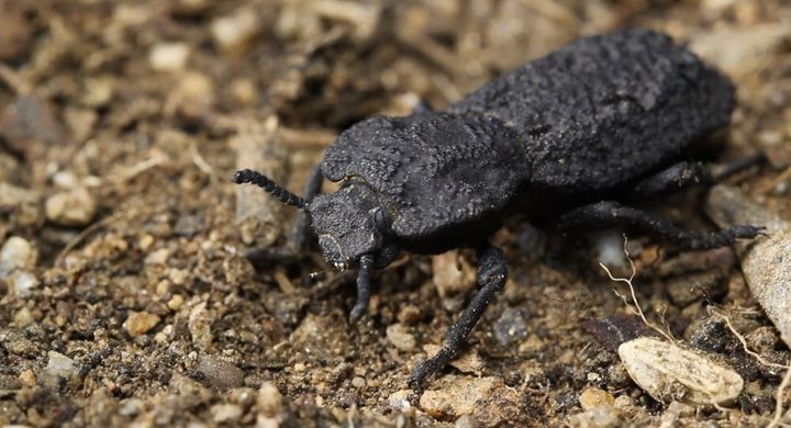 The diabolical ironclad beetle can withstand being crushed by forces almost 40,000 times its body weight and are native to desert habitats in Southern California. Scientists say the armor of the seemingly indestructible beetle could offer clues for designing stronger planes and buildings. 