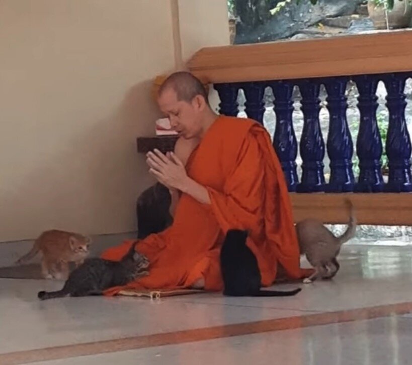 完全に煩悩を消し去っている」タイの僧侶の動画が拡散。体の上で4匹の 