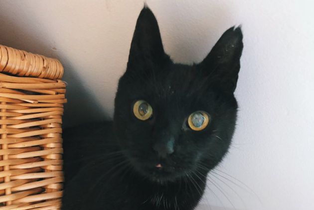 Black Cat Escapes From Cattery And Returns To Owners 8 Years Later