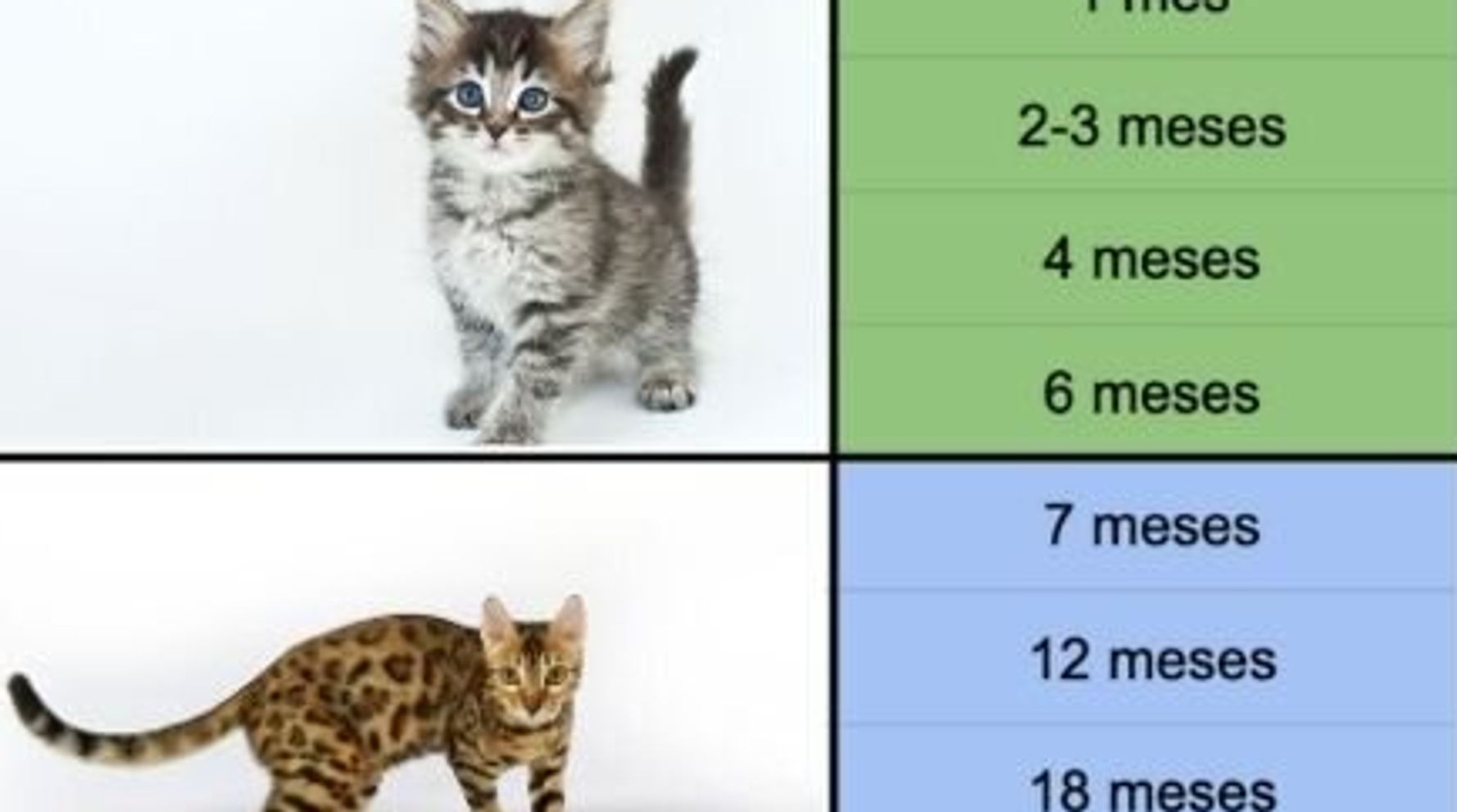 gatito Testificar Biblioteca troncal Cuál es la equivalencia entre la edad de un gato y la edad humana | El  HuffPost Life