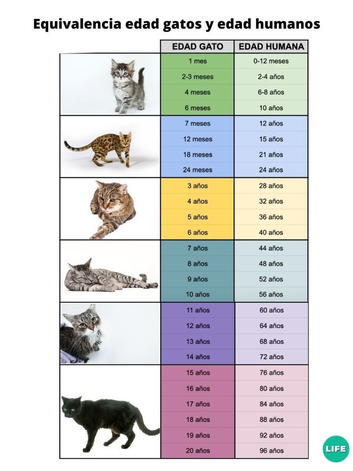 Cuál es la equivalencia entre la edad de gato y la edad humana | HuffPost Life