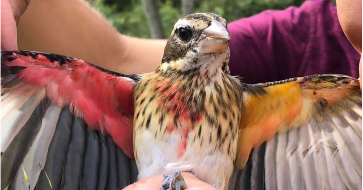 体の左半分はメス 右はオス ユニコーン のように珍しく美しい翼の鳥 アメリカの保護区で見つかる ハフポスト