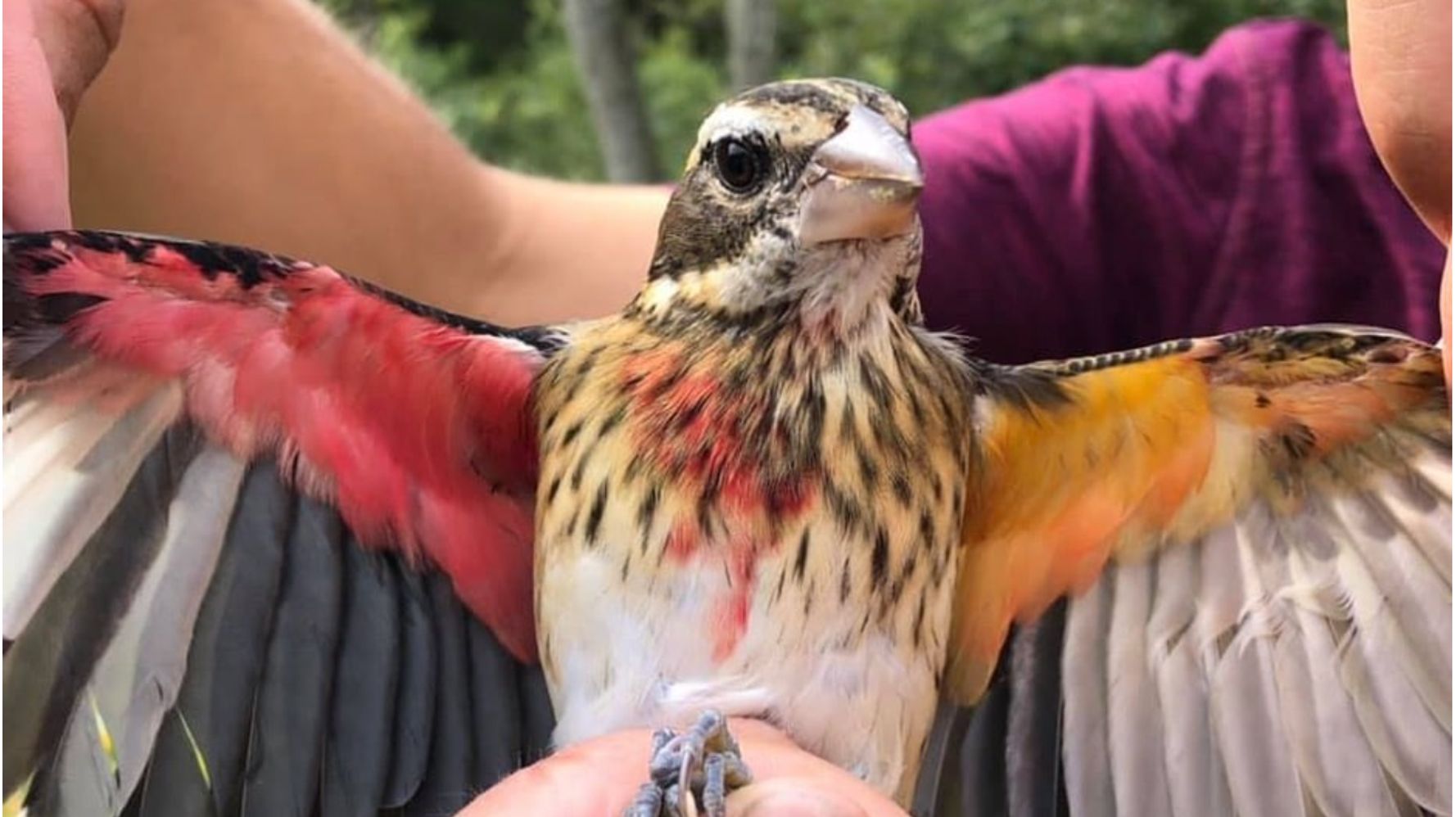 体の左半分はメス 右はオス ユニコーン のように珍しく美しい翼の鳥 アメリカの保護区で見つかる ハフポスト