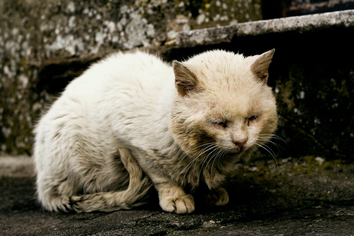 イメージ画像（今回の猫とは関係ありません）