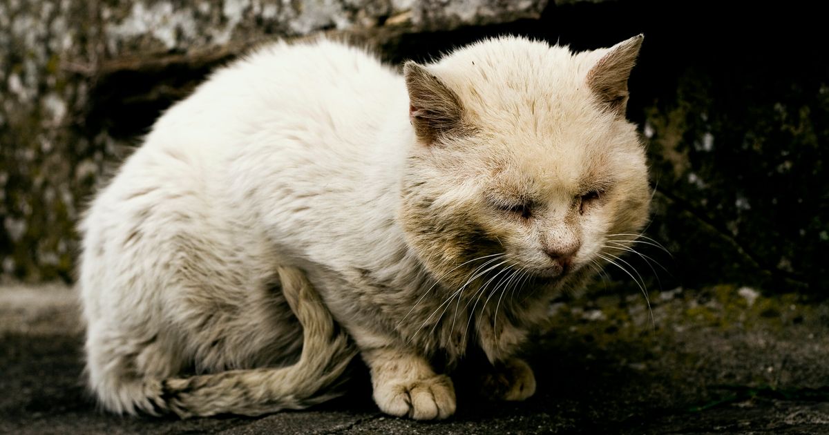 母猫に熱湯かけ殺す 動物虐待を禁止する法律を 中国で怒り広がり コメント13万件超える ハフポスト