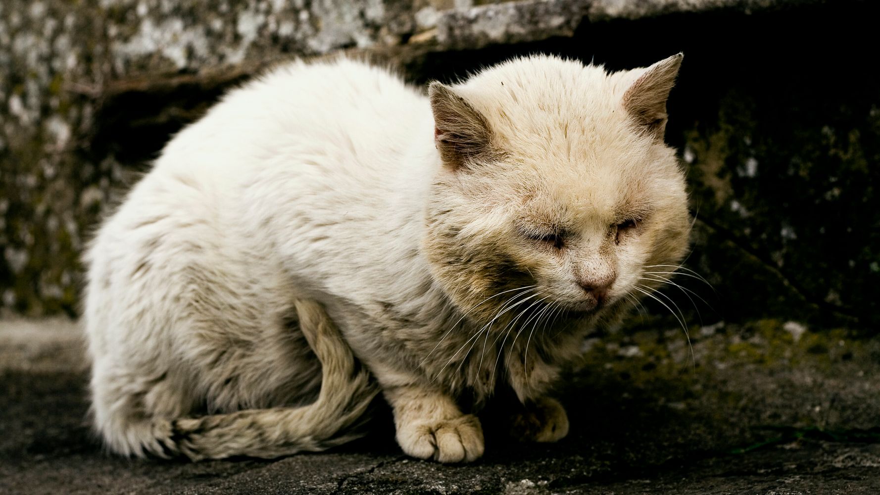 母猫に熱湯かけ殺す 動物虐待を禁止する法律を 中国で怒り広がり コメント13万件超える ハフポスト