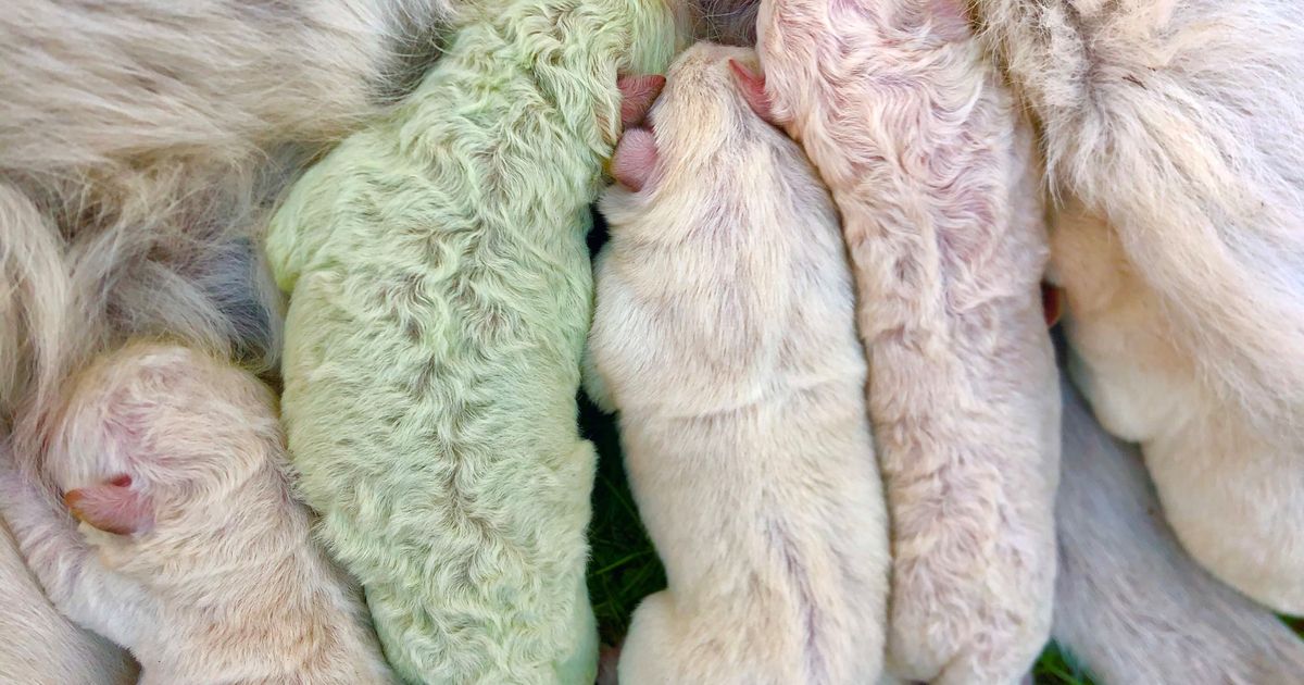 【写真】全身の毛がグリーンの子犬が誕生 ⇒ すぐに「ピスタチオ」と名付けられる。イタリアで話題