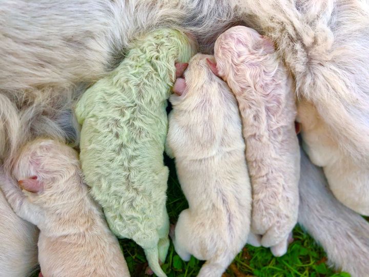 写真 全身の毛がグリーンの子犬が誕生 すぐに ピスタチオ と名付けられる イタリアで話題 ハフポスト