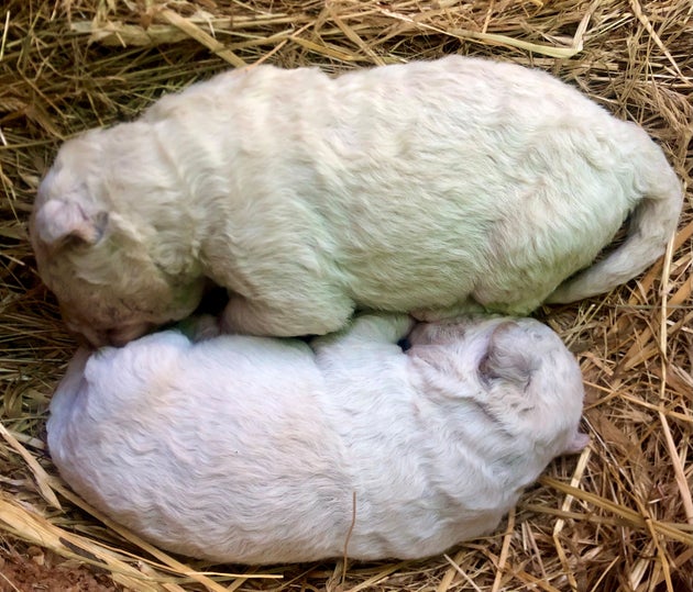 写真 全身の毛がグリーンの子犬が誕生 すぐに ピスタチオ と名付けられる イタリアで話題 ハフポスト