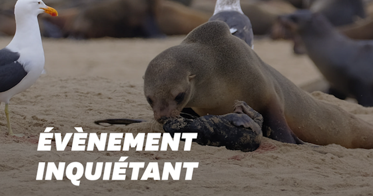 En Namibie Des Milliers De Bebes Otaries Prematures Retrouves Mort Le Huffpost