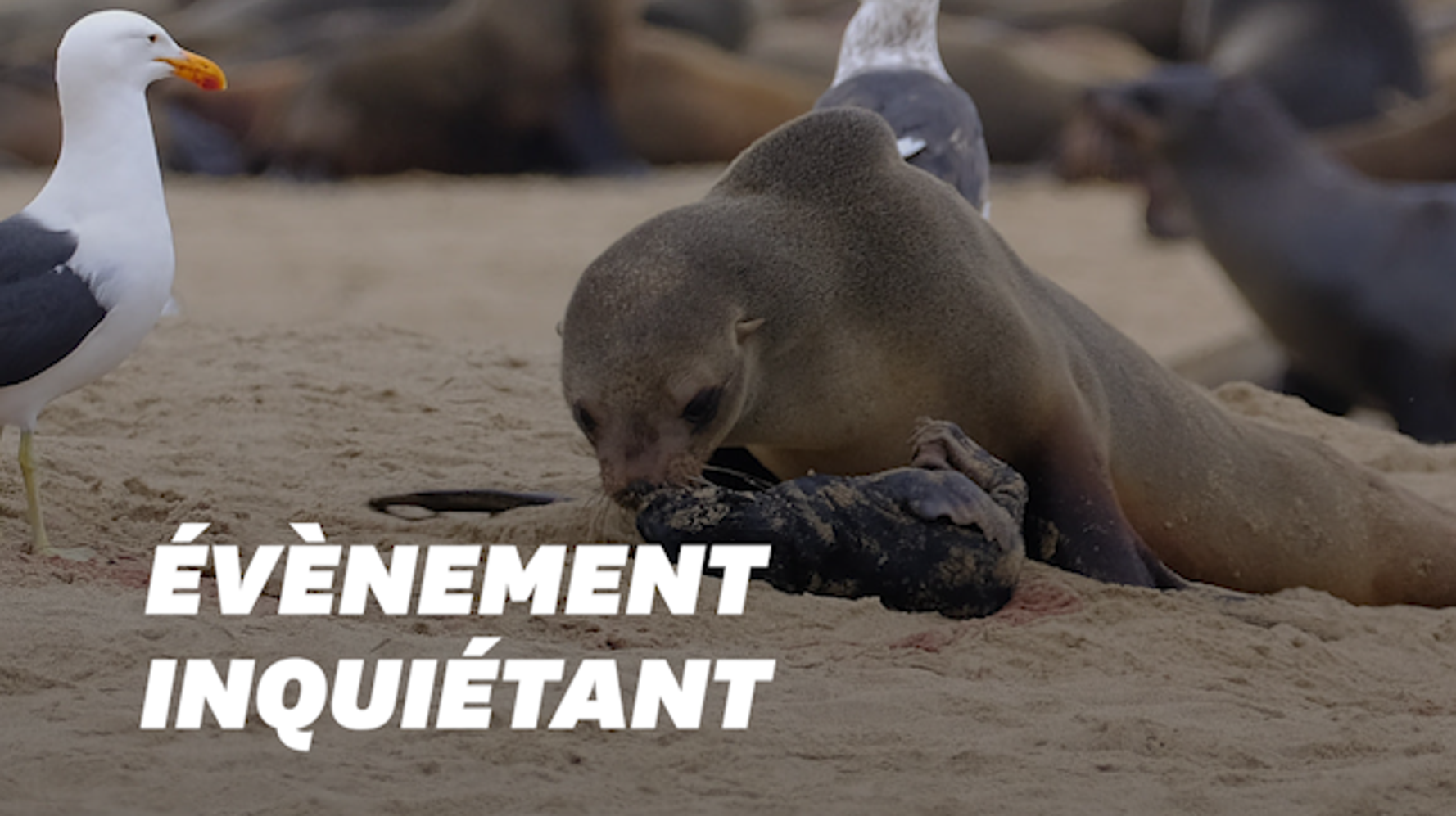 En Namibie Des Milliers De Bebes Otaries Prematures Retrouves Mort Le Huffpost