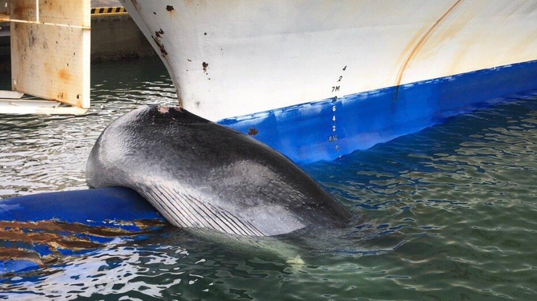 フェリーに引っかかったのは大人のクジラ 引き揚げてみたら大きさに驚き 画像 ハフポスト News フェリーに引っかかったのは大人のクジラ 引き揚げてみたら大きさに驚き 画像 ハフポスト News