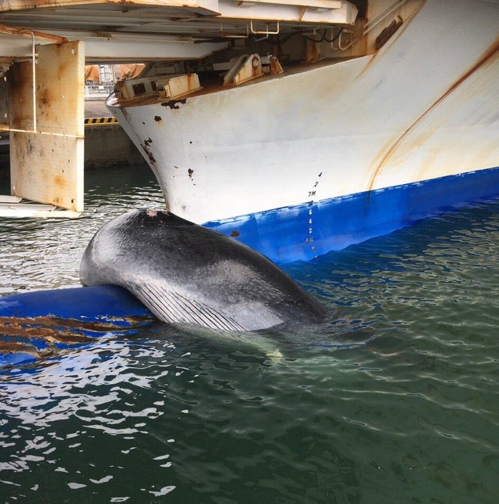 船首部分に引っかかったクジラ（太平洋フェリー 提供）