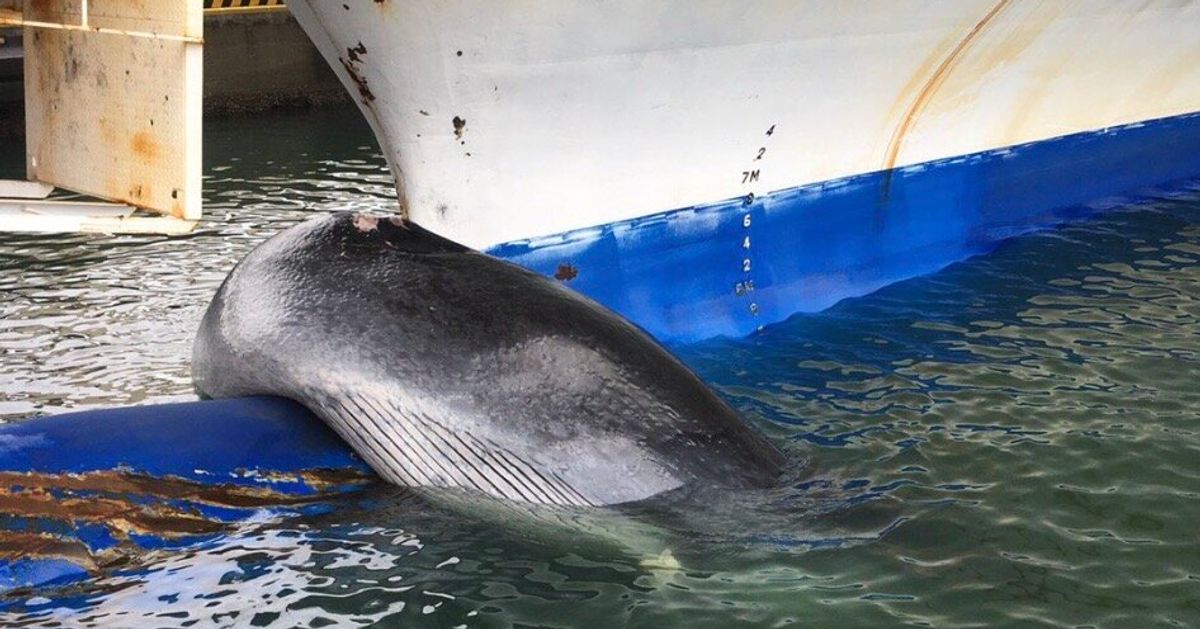 フェリーに引っかかったのは大人のクジラ。引き揚げてみたら大きさに