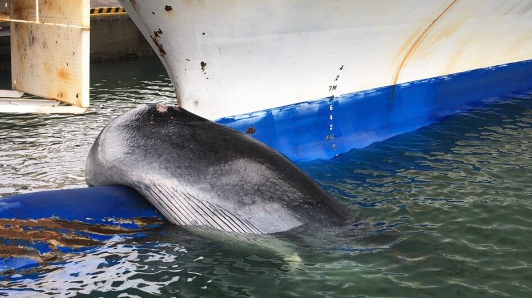 フェリーに引っかかったのは大人のクジラ 引き揚げてみたら大きさに驚き 画像 ハフポスト