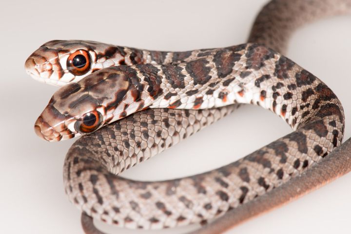 ヘビの種類は「サザンブラックレーサー」と呼ばれる