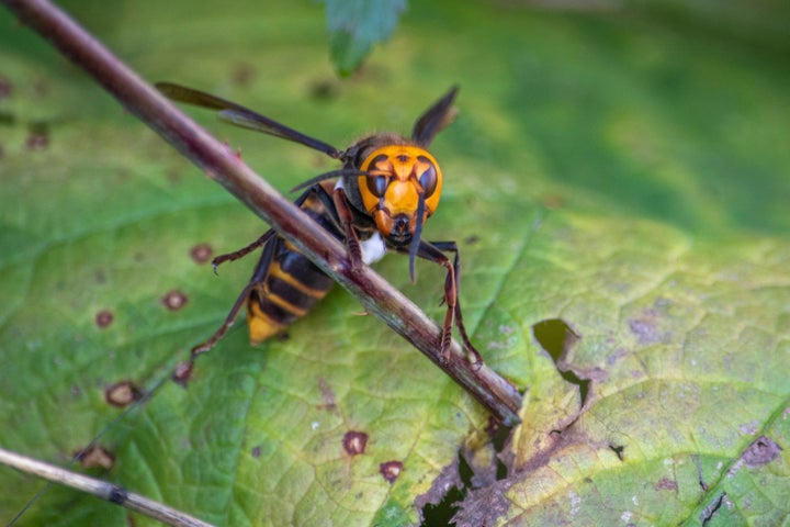 In photo provided by the Washington State Dept. of Agriculture, an Asian giant hornet wearing a tracking device is shown on Oct. 22, 2020 near Blaine, Wash.
