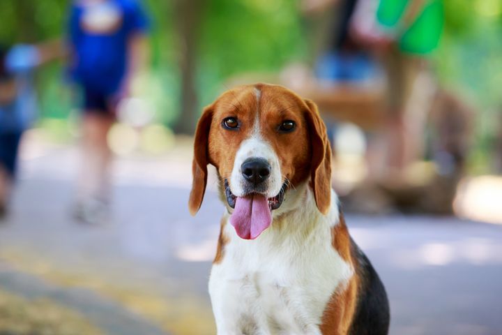 The parasite has been known to spread in kennels of foxhounds. 