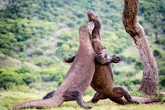 Φωτογραφία που έγινε viral προκαλεί ανησυχία για το Jurassic Park της