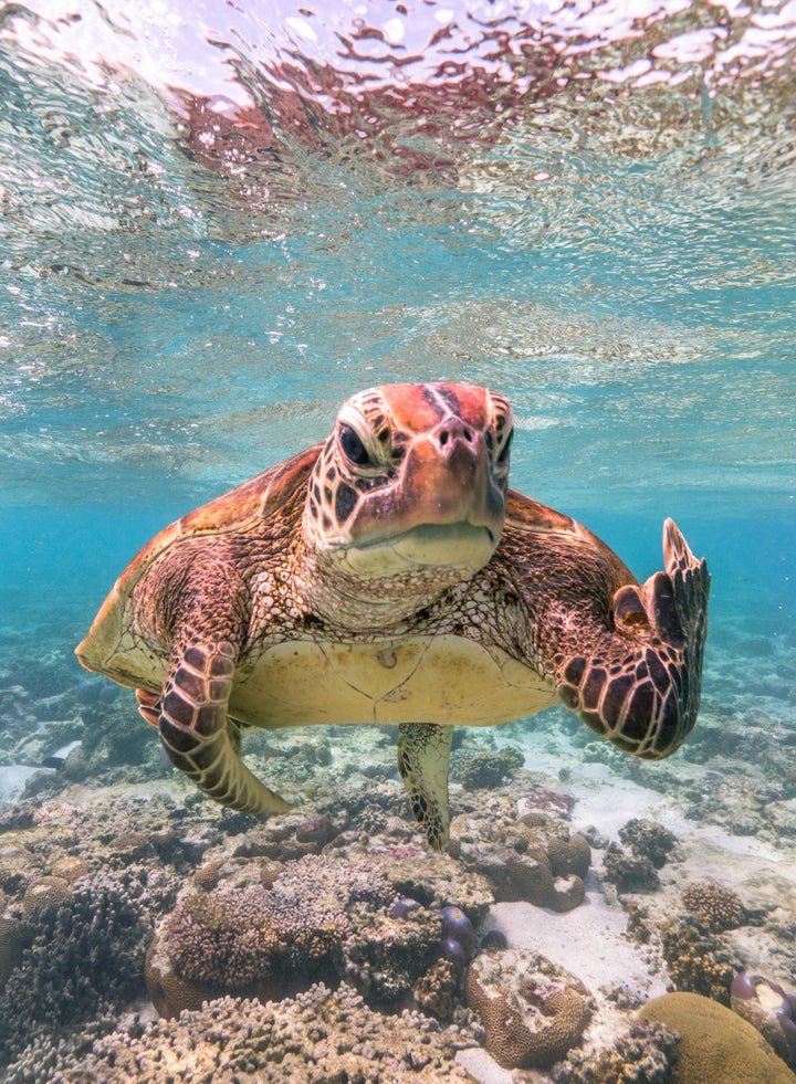 Terry the Turtle flipping the bird