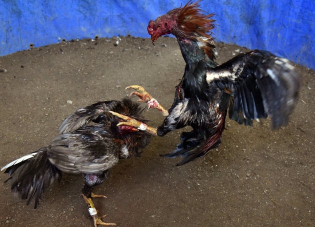 Φιλιππίνες: Κόκορας σκότωσε αστυνομικό που πήγε να σταματήσει παράνομη