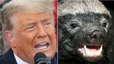 Lincoln Project Gives 'Covey Spreader' Trump The Honey Badger Treatment