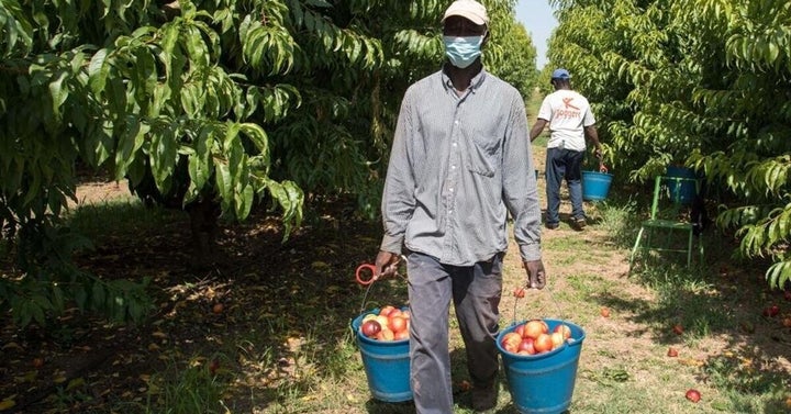 Un trabajador, en la campaña de la recogida de la fruta